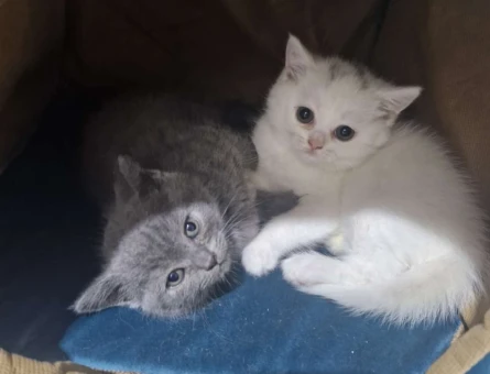 British Shorthair Dişi - 8716