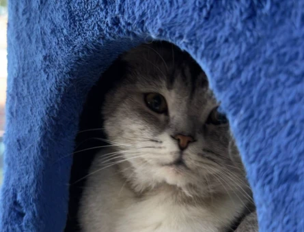 British Shorthair 2 Yaşında Ücretsiz  kısır - 8719