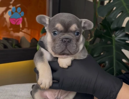 REZERVEYE AÇIK EGZOTİK FRENCH BULLDOG SAFKAN YAVRULARIM ÖZEL - 10809 - Görsel 5
