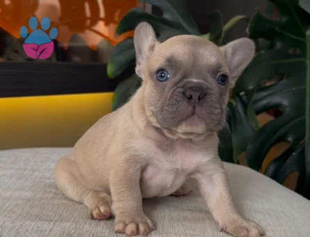 REZERVEYE AÇIK EGZOTİK FRENCH BULLDOG SAFKAN YAVRULARIM ÖZEL - 10809 - Görsel 4
