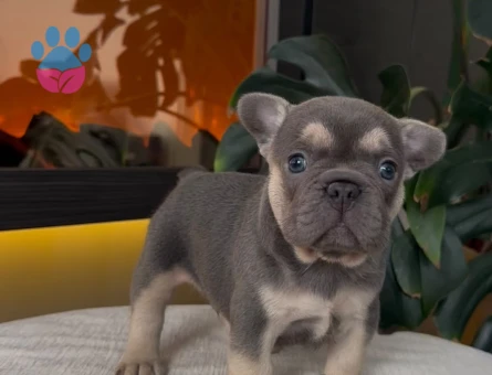 REZERVEYE AÇIK EGZOTİK FRENCH BULLDOG SAFKAN YAVRULARIM ÖZEL - 10809 - Görsel 2