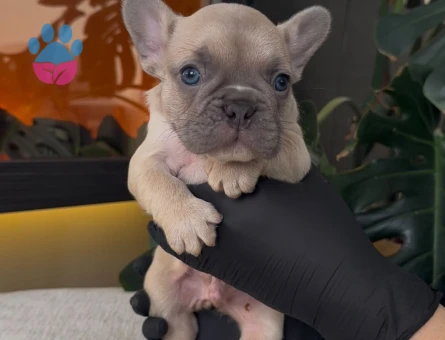 REZERVEYE AÇIK EGZOTİK FRENCH BULLDOG SAFKAN YAVRULARIM ÖZEL - 10809 - Görsel 3