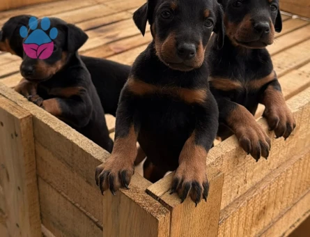 Europan Doberman King Yavrularımız - 10811 - Görsel 3