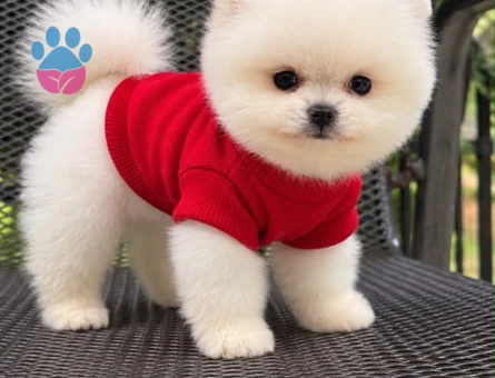 POMERANIAN ÜRETİM ÇİFTLİĞİNDEN - 10813 - Görsel 2