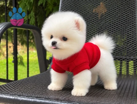 POMERANIAN ÜRETİM ÇİFTLİĞİNDEN - 10813 - Görsel 5