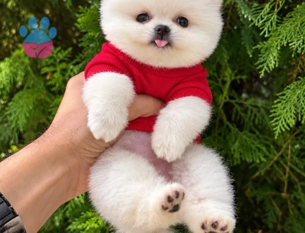 POMERANIAN ÜRETİM ÇİFTLİĞİNDEN - 10813 - Görsel 4