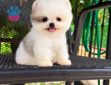 POMERANIAN ÜRETİM ÇİFTLİĞİNDEN - 10814 - Görsel 3