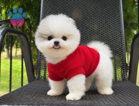 POMERANIAN ÜRETİM ÇİFTLİĞİNDEN - 10814 - Görsel 5