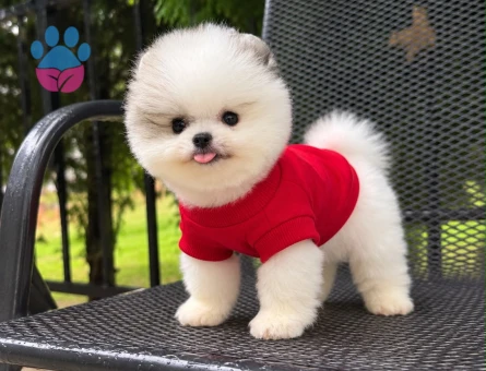 POMERANIAN ÜRETİM ÇİFTLİĞİNDEN - 10814