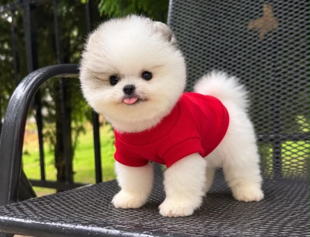 POMERANIAN ÜRETİM ÇİFTLİĞİNDEN - 10814