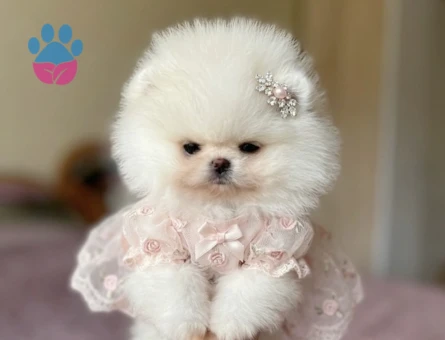 POMERANIAN ÜRETİM ÇİFTLİĞİNDEN - 10815 - Görsel 3