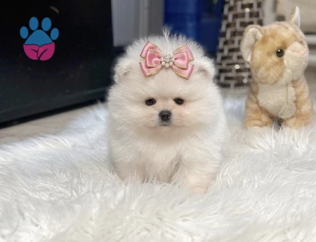 POMERANIAN ÜRETİM ÇİFTLİĞİNDEN - 10815