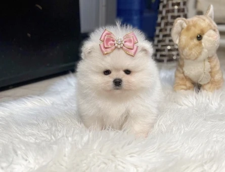 POMERANIAN ÜRETİM ÇİFTLİĞİNDEN - 10815
