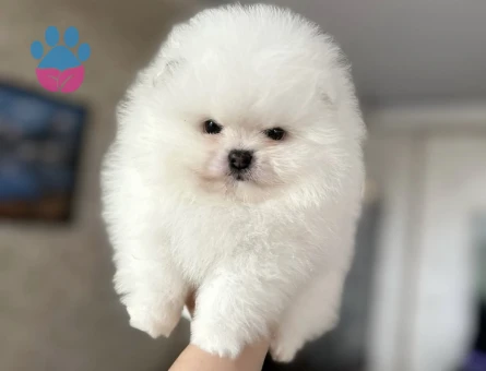 POMERANIAN ÜRETİM ÇİFTLİĞİNDEN - 10815 - Görsel 5