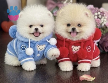 POMERANIAN ÜRETİM ÇİFTLİĞİNDEN - 10816 - Görsel 3