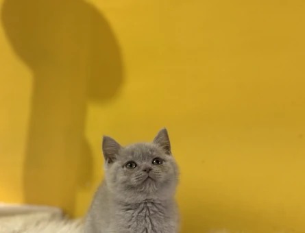 Harika Renk British Shorthair Lilac Yavrumuz - 10817