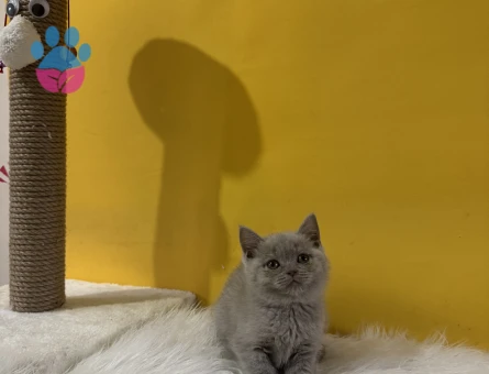 Harika Renk British Shorthair Lilac Yavrumuz - 10817 - Görsel 3