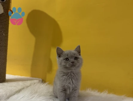 Yavru British Shorthair Lilac Dişi - 10818 - Görsel 3