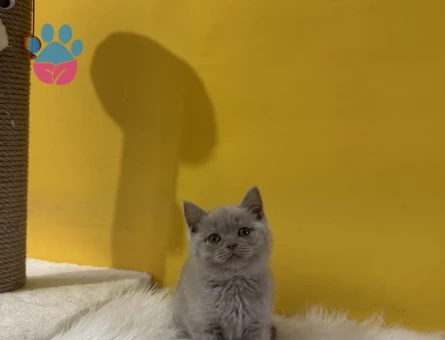 Yavru British Shorthair Lilac Dişi - 10818 - Görsel 2