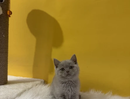 Yavru British Shorthair Lilac Dişi - 10818