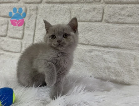 Lilac British Shorthair Erkek Yavrumuz - 10819 - Görsel 2