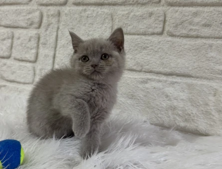Lilac British Shorthair Erkek Yavrumuz - 10819