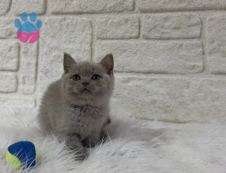 Lilac British Shorthair Erkek Yavrumuz - 10819 - Görsel 3