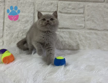 Lilac Dişi ve Erkek British Shorthair Yavrular - 10820 - Görsel 3