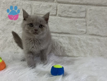 Lilac Dişi ve Erkek British Shorthair Yavrular - 10820 - Görsel 2