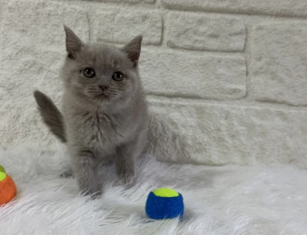Lilac Dişi ve Erkek British Shorthair Yavrular - 10820