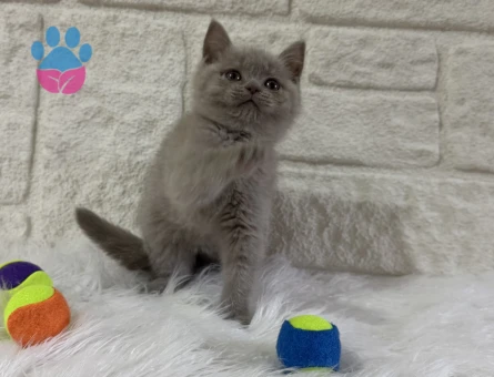 Safkan British Shorthair Yavrularımız - 10821 - Görsel 2