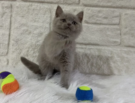 Safkan British Shorthair Yavrularımız - 10821
