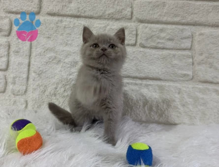 Safkan British Shorthair Yavrularımız - 10821 - Görsel 3
