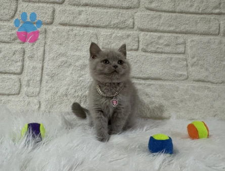 Mükemmel British Shorthair Dişi Yavrumuz - 10822 - Görsel 2