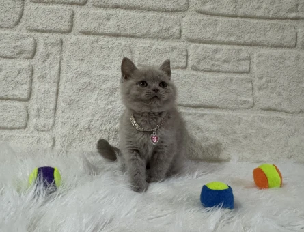 Mükemmel British Shorthair Dişi Yavrumuz - 10822