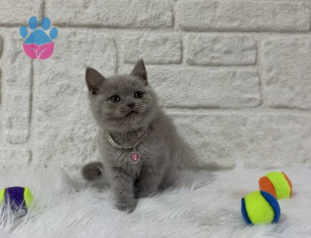 Mükemmel British Shorthair Dişi Yavrumuz - 10822 - Görsel 3