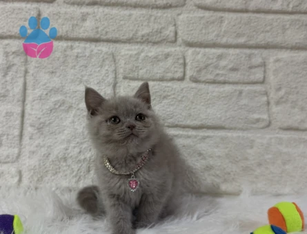 2 Aylık Lilac British Shorthair - 10823 - Görsel 2