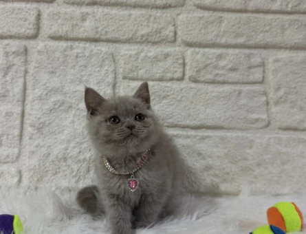 2 Aylık Lilac British Shorthair - 10823