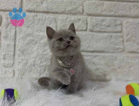 2 Aylık Lilac British Shorthair - 10823 - Görsel 3