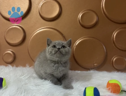 British Shorthair 2 Aylık Bebeğimiz - 10824 - Görsel 2