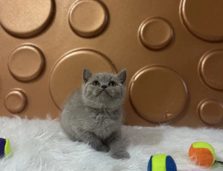 British Shorthair 2 Aylık Bebeğimiz - 10824