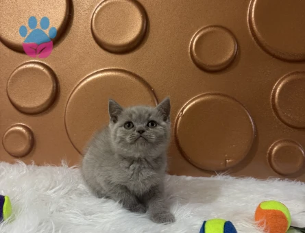British Shorthair 2 Aylık Bebeğimiz - 10824 - Görsel 3
