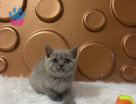 Dişi British Shorthair 2 Aylık Yavrumuz - 10825 - Görsel 3