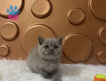 Dişi British Shorthair 2 Aylık Yavrumuz - 10825 - Görsel 2