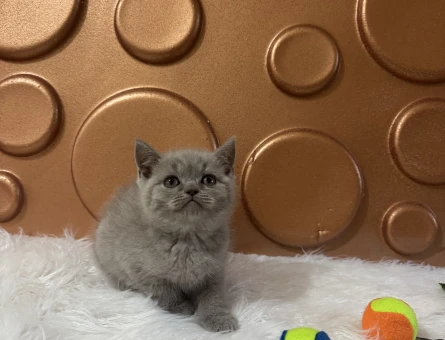 British Shorthair Pastel Tonları 2 Aylık - 10827