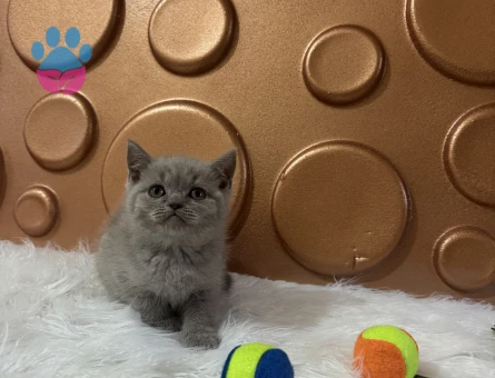 British Shorthair Pastel Tonları 2 Aylık - 10827 - Görsel 3