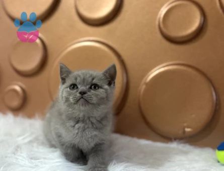 British Shorthair Yavrularımız 2 Aylık - 10828 - Görsel 2