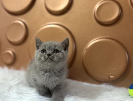 British Shorthair Yavrularımız 2 Aylık - 10828