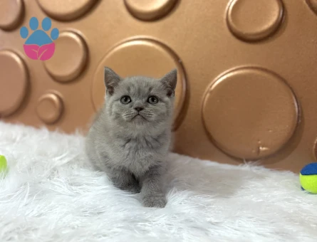 British Shorthair Yavrularımız 2 Aylık - 10828 - Görsel 3