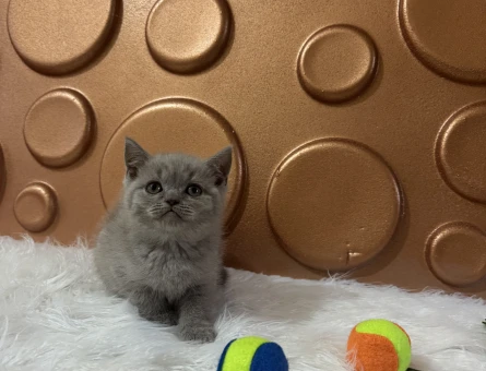 British Shorthair 2 Aylık Uysal Yavrumuz - 10831